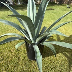 アガベ・アメリカーナ（リュウゼツラン）（取引中）
の画像