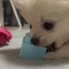ポメラニアン✖️チワワ　mix犬　R7.8