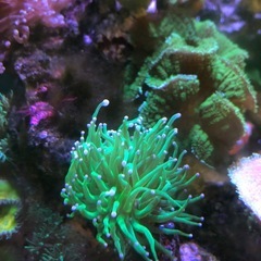 海水サンゴ　グリーントーチ(Euphyllia glabrescens)の画像