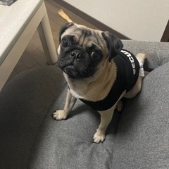 大事に育ててくれる方を探しています