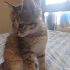 2〜3ヶ月の子猫