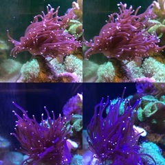 海水サンゴ　ハナサンゴの画像