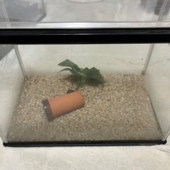 NISSO 水槽の画像