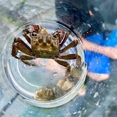 クロベンケイガニだと思います。三河　自然採取の画像