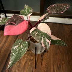 フィロデンドロン　ピンクプリンセス　マーブルギャラクシー　観葉植物の画像