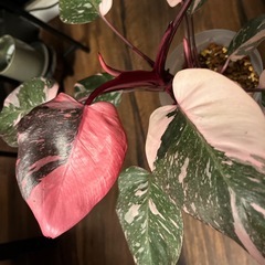 フィロデンドロン　ピンクプリンセス　マーブルギャラクシー　観葉植物の画像