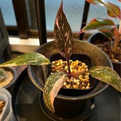 フィロデンドロン　ピンクプリンセス　マーブルギャラクシー　観葉植物の画像