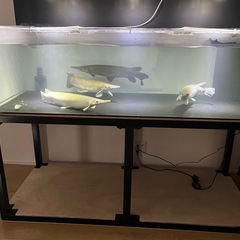 アクリル水槽の画像