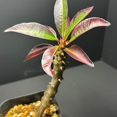 パキポディウム　バロニー①の画像