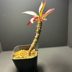 パキポディウム　バロニー①の画像