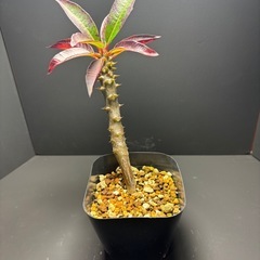 パキポディウム　バロニー①の画像