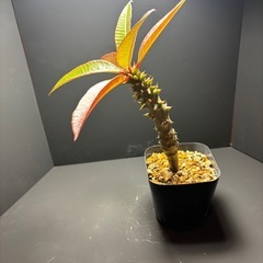 パキポディウム　バロニー②の画像