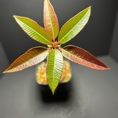 パキポディウム　バロニー②の画像