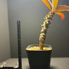 パキポディウム　バロニー②の画像