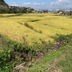 令和７年度産  アケボノ  玄米30kgの画像