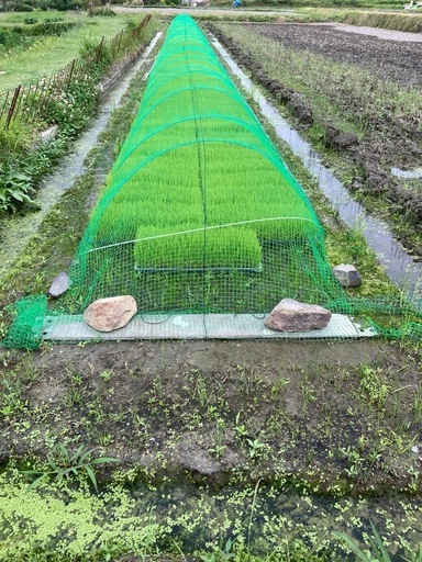 令和７年度産  アケボノ  玄米30kg