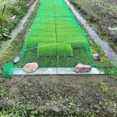 令和７年度産  アケボノ  玄米30kgの画像