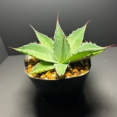 アガベ  クプレアータ①の画像