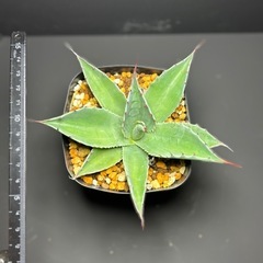 アガベ  クプレアータ①の画像