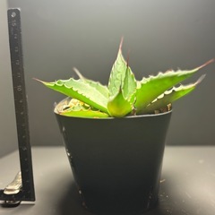 アガベ  クプレアータ①の画像