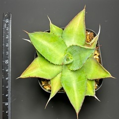 アガベ  クプレアータ②の画像