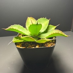 アガベ  クプレアータ②の画像