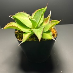 アガベ  クプレアータ②の画像