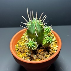 ユーフォルビア　フェロックス①の画像