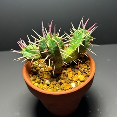 ユーフォルビア　フェロックス②の画像