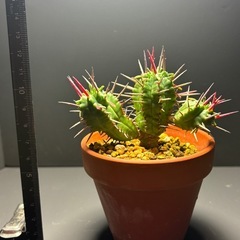 ユーフォルビア　フェロックス②の画像