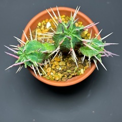 ユーフォルビア　フェロックス②の画像