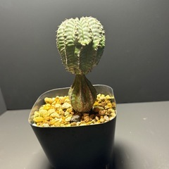 ユーフォルビア　ホリダの画像