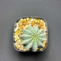 ユーフォルビア　ホリダの画像