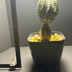 ユーフォルビア　ホリダの画像