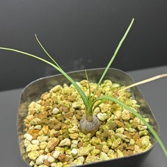 ボーカルネア　グラキリス①の画像