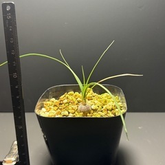 ボーカルネア　グラキリス①の画像