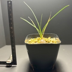 ボーカルネア　グラキリス②の画像