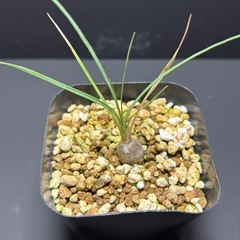 ボーカルネア　グラキリス②の画像