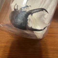 パラワンオオヒラタクワガタ　♂単品の画像