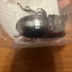 パラワンオオヒラタクワガタ　♂単品の画像