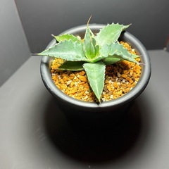 アガベ  ソブリアの画像