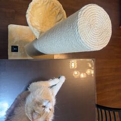 ottostyle.jp 猫爪とぎポール　据え置き型 120cm極太(直径約20cm) の画像