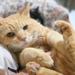 若干目に障害がある茶トラの男の子、エイズキャリアのサクラ猫…