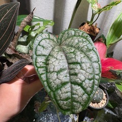 ピペル シルバティクム 観葉植物の画像