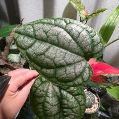 ピペル シルバティクム 観葉植物の画像