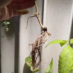 ピペル シルバティクム 観葉植物の画像