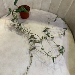 小・中・大　シッサス アマゾニカ 観葉植物の画像