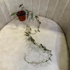 小・中・大　シッサス アマゾニカ 観葉植物の画像