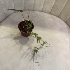 小・中・大　シッサス アマゾニカ 観葉植物の画像