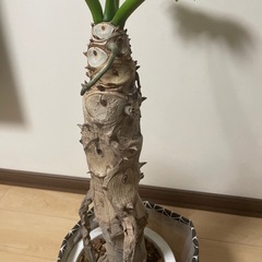 セロームの画像